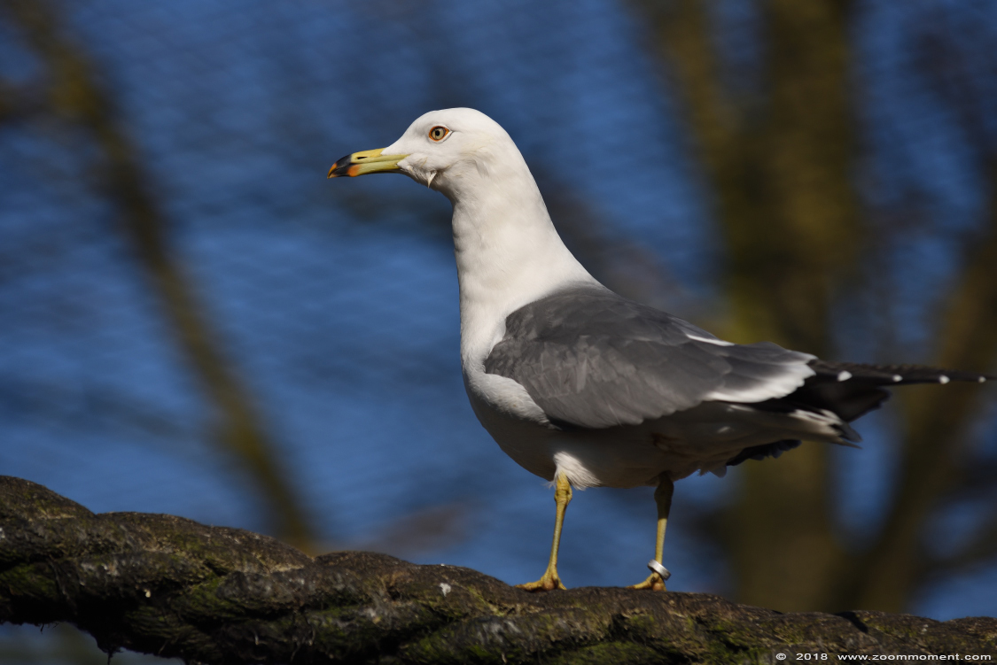 meeuw gull
Trefwoorden: Ziezoo Volkel Nederland meeuw gull