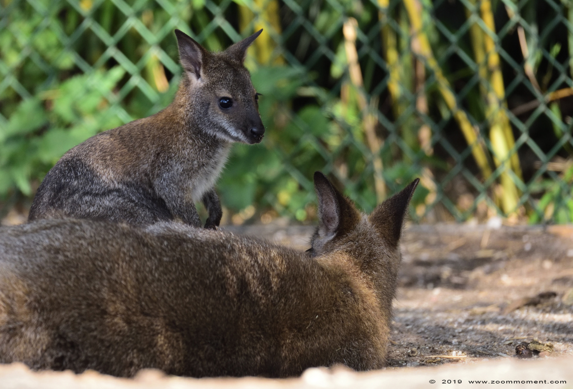 Bennett- of roodnekwallaby ( Macropus rufogriseus ) red necked wallaby
Trefwoorden: Ziezoo Volkel Nederland Bennett  roodnekwallaby  Macropus rufogriseus  red necked wallaby