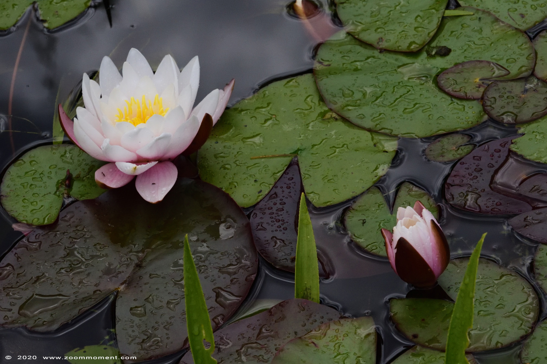 waterlelie  water lily
关键词: Ziezoo Volkel Nederland bloem plant flower waterlelie water lily