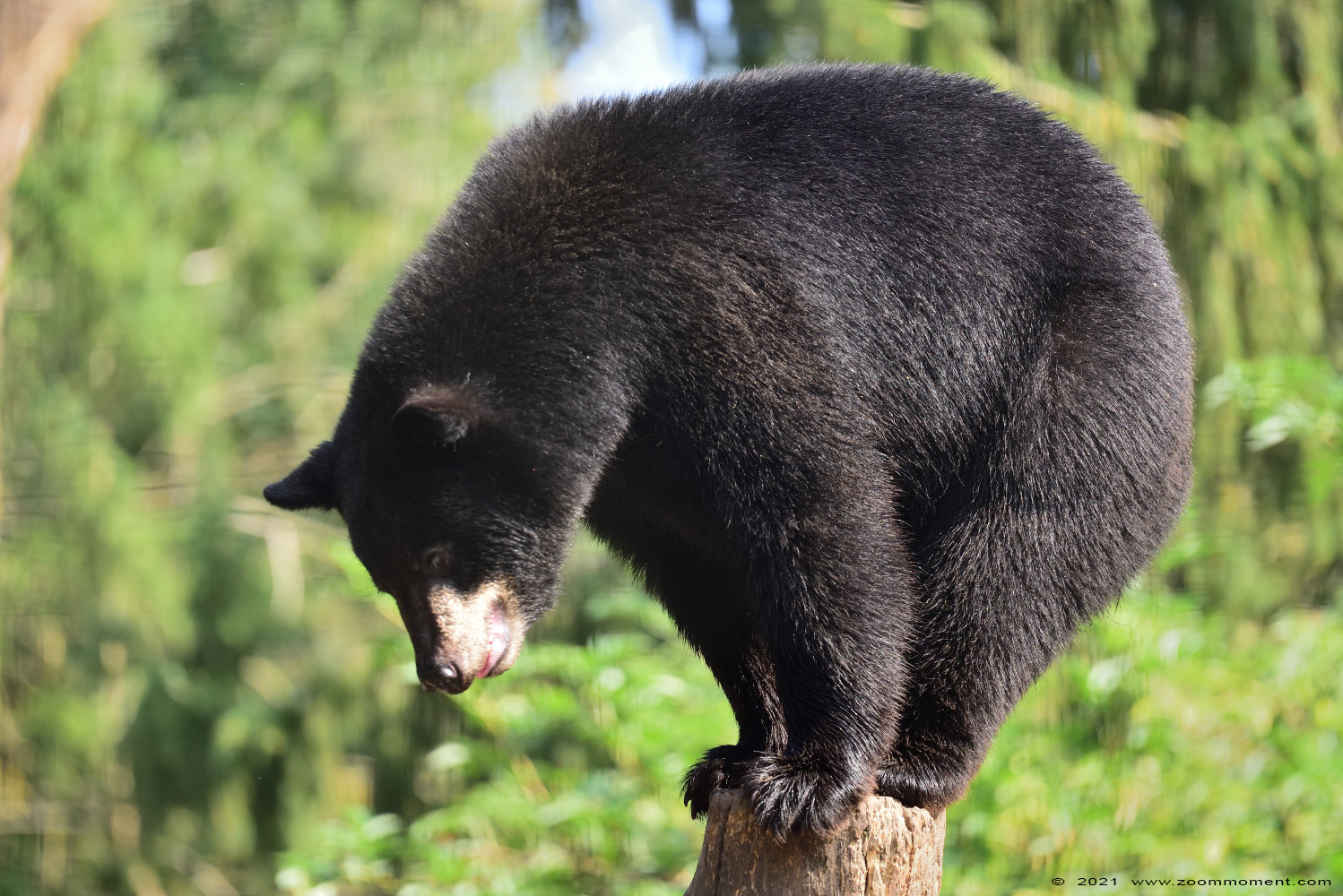 Amerikaanse zwarte beer ( Ursus americanus )  American black bear
Trefwoorden: Ziezoo Volkel Nederland Amerikaanse zwarte beer Ursus americanus American black bear