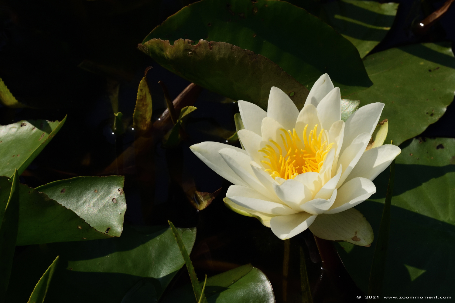 waterlelie water lily
Trefwoorden: Ziezoo Volkel Nederland waterlelie water lily