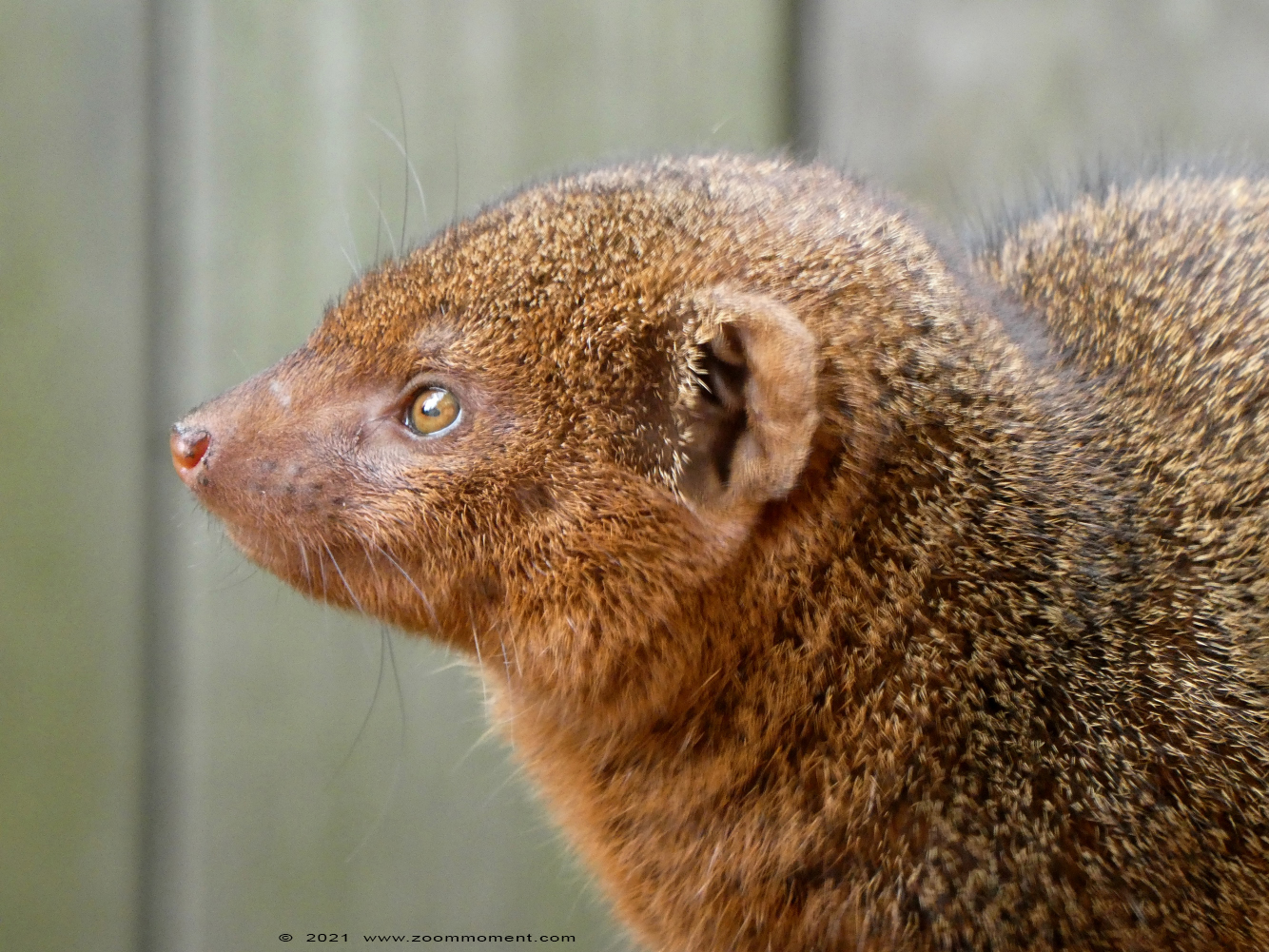 dwergmangoest ( Helogale parvula ) common dwarf mongoose
Ключови думи: Ziezoo Volkel Nederland dwergmangoest Helogale parvula dwarf mongoose