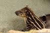 DSC_22590_Ziezoo19_tapir_yoepc.jpg