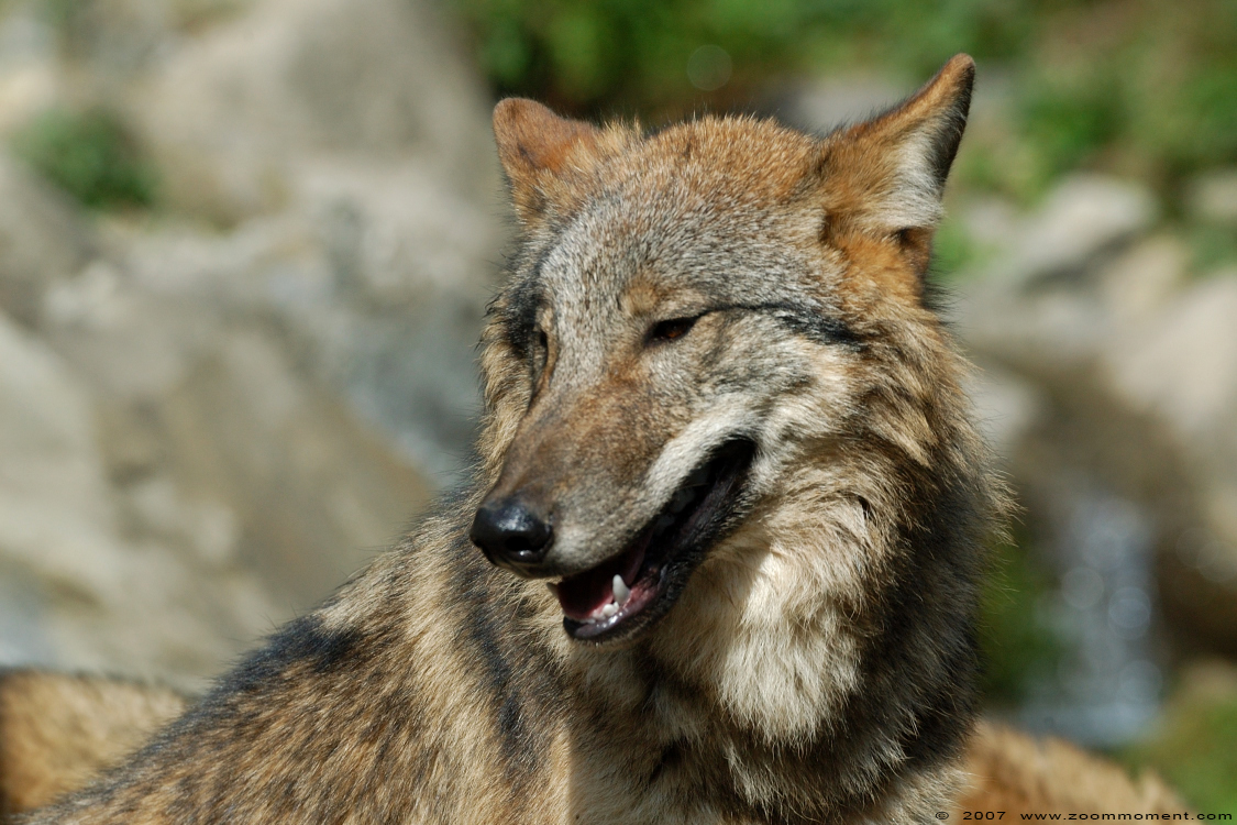 Mongoolse wolf ( Canis lupus chanco ) Himalayan wolf
Trefwoorden: Zuerich Zürich zoo Zwitserland wolf Mongoolse wolf  Canis lupus chanco Himalayan wolf