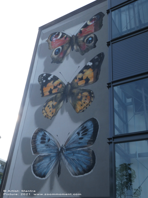 Streetart Breda Mantra vlinders butterflies
Created by Mantra
The most beautiful butterflies of the city – Many other areas of Breda are covered in green, but the Tuinzigt neighbourhood lacks some serious urban nature. This mural brings nature to Tuinzigt, with butterflies species that are nearly extinct in the Netherlands. From top to bottom you’ll see a butterfly peacock, thistle butterfly and a blue butterfly. Nearby neighbourhood Westerpark consists of streetnames named after a mix of butterflies species, which is a funny coincidence.
Trefwoorden: Streetart Breda Mantra vlinders butterflies