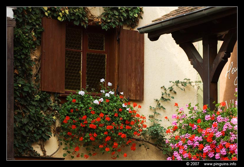 Eguisheim  ( Elzas  France )
کلمات کلیدی: Eguisheim  Elzas  France Alsace Frankrijk