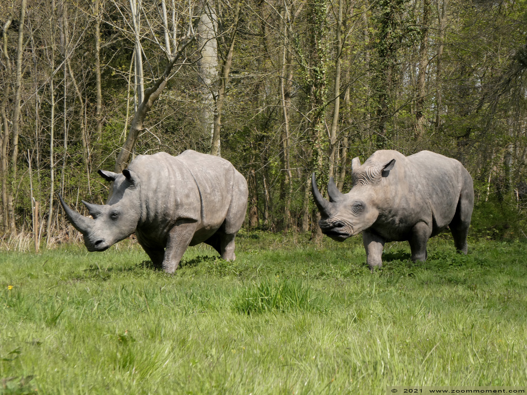 Kasteel Heers castle
Trefwoorden: Kasteel Heers castle Belgium neushoorn rhinoceros