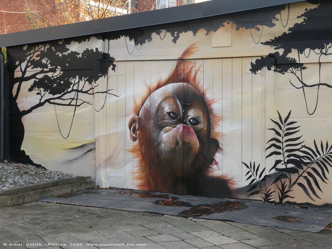 Street Art Antwerpen Smok
Created by Smok
Funky monkeys –
StreetArt 2640 Mortsel
Trefwoorden: Street Art Antwerpen Smok oerang oetan