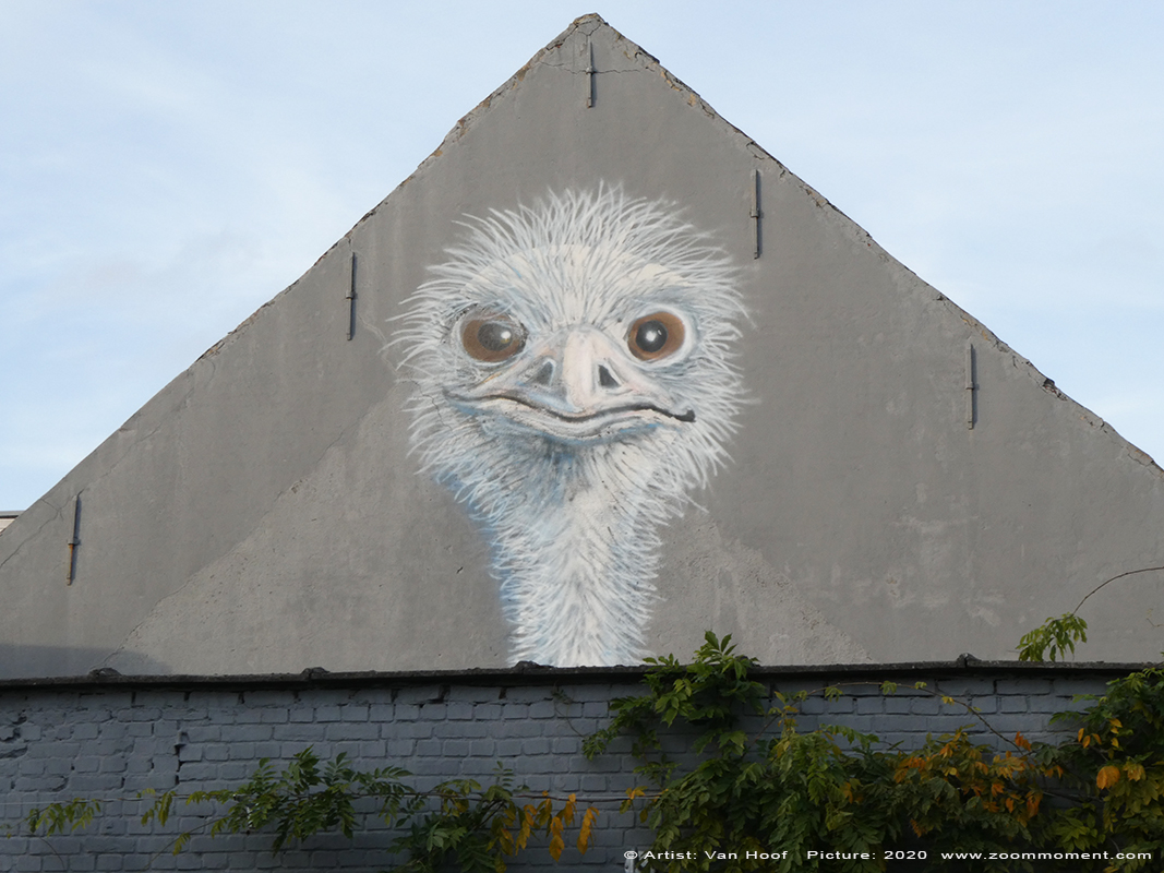 Street Art Antwerpen  austriche struisvogel Van Hoof
Created by Van Hoof
What are you looking at? – On both sides of this residential house you'll find the giant image of an austriche. Apparently its the owner who painted it. Does he have skills?
StreetArt 2110 Wijnegem
Trefwoorden: Street Art Antwerpen austriche struisvogel Van Hoof