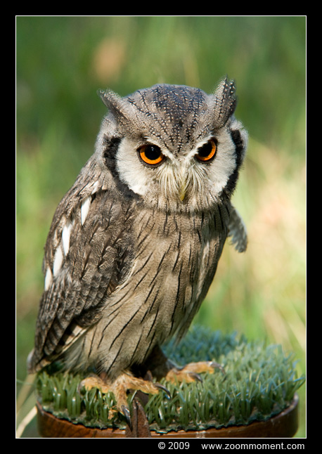 uil owl
Trefwoorden: Aarschot 2009 uil owl bird vogel