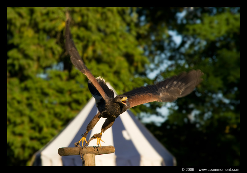 arend  eagle
Keywords: Aarschot 2009 bird vogel arend eagle