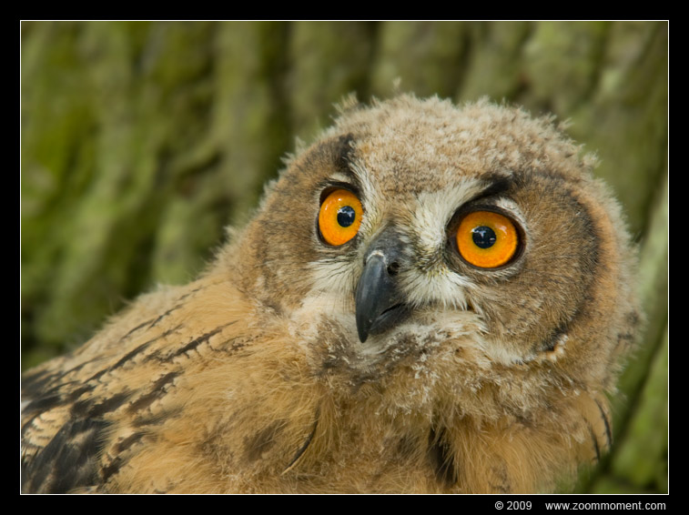 uil owl
Keywords: Castlefest Lisse 2009 uil owl