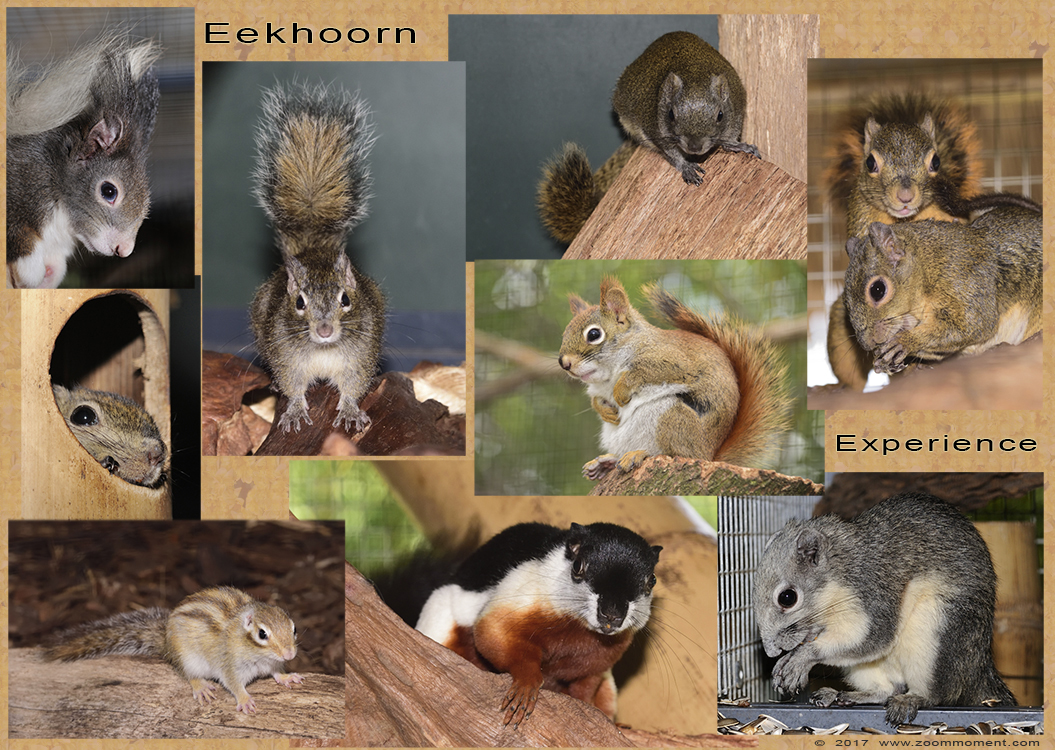 eekhoorns squirrel
Palavras chave: Eekhoorn Experience Evenaar Etten-Leur eekhoorns squirrel