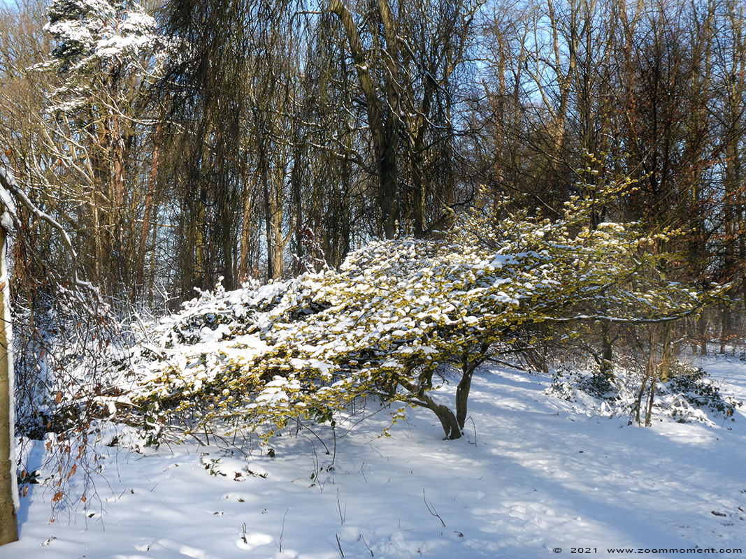 Domein de Renesse Oostmalle
Keywords: Domein de Renesse Oostmalle Belgium kasteel sneeuw snow