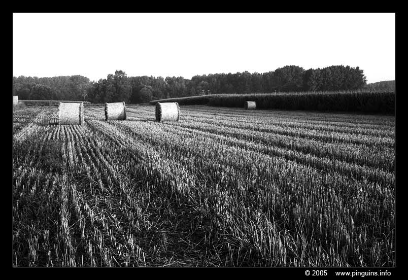 Herent  ( Belgium )
Trefwoorden: Belgie Belgium Herent hooi hay