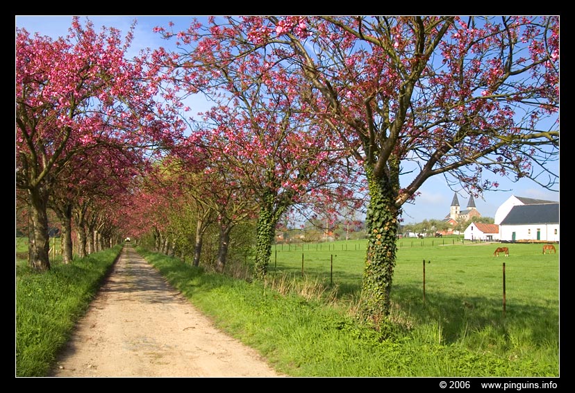 Neerijse ( Belgium )
Trefwoorden: Neerijse Belgie Belgium spring lente bloesem blossom