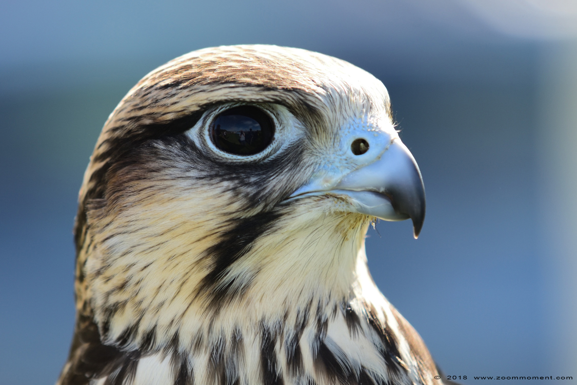 lannervalk  ( Falco biarmicus ) lanner falcon
Valkerijbeurs 2018 Tilburg 
Trefwoorden: Valkerijbeurs 2018 Tilburg lannervalk  Falco biarmicus lanner falcon
