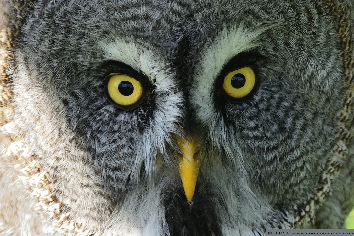 laplanduil ( Strix nebulosa ) great grey owl 
Valkerijbeurs 2018
Trefwoorden: Valkerijbeurs 2018 Tilburg laplanduil  Strix nebulosa  great grey owl 