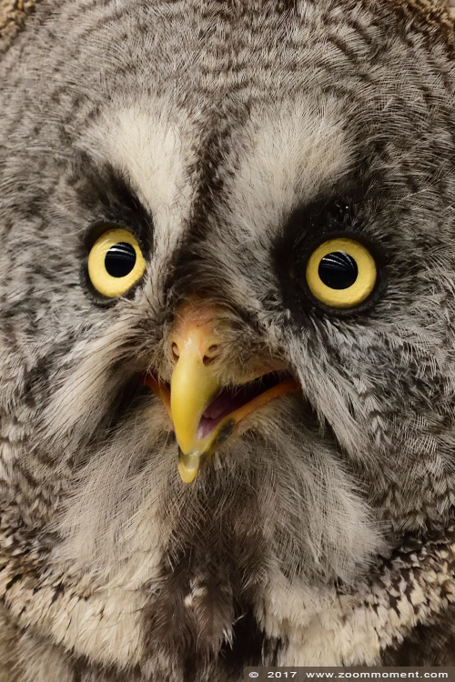 laplanduil ( Strix nebulosa ) great grey owl
Valkerijbeurs 2017
Trefwoorden: Valkerijbeurs 2017 Roosendaal laplanduil Strix nebulosa great grey owl