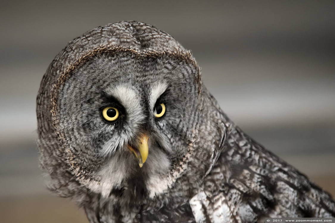 laplanduil ( Strix nebulosa ) great grey owl
Valkerijbeurs 2017
Trefwoorden: Valkerijbeurs 2017 Roosendaal laplanduil Strix nebulosa great grey owl