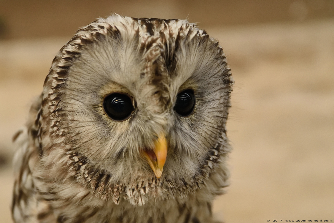oeraluil ( Strix uralensis )  ural owl
Valkerijbeurs 2017
Trefwoorden: Valkerijbeurs 2017 Roosendaal oeraluil Strix uralensis  ural owl