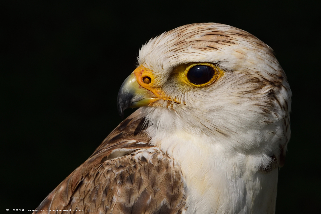 sakervalk ( Falco cherrug )  saker falcon
Valkerijbeurs 2019 Tilburg 
Trefwoorden: Valkerijbeurs 2019 Tilburg sakervalk  Falco cherrug   saker falcon