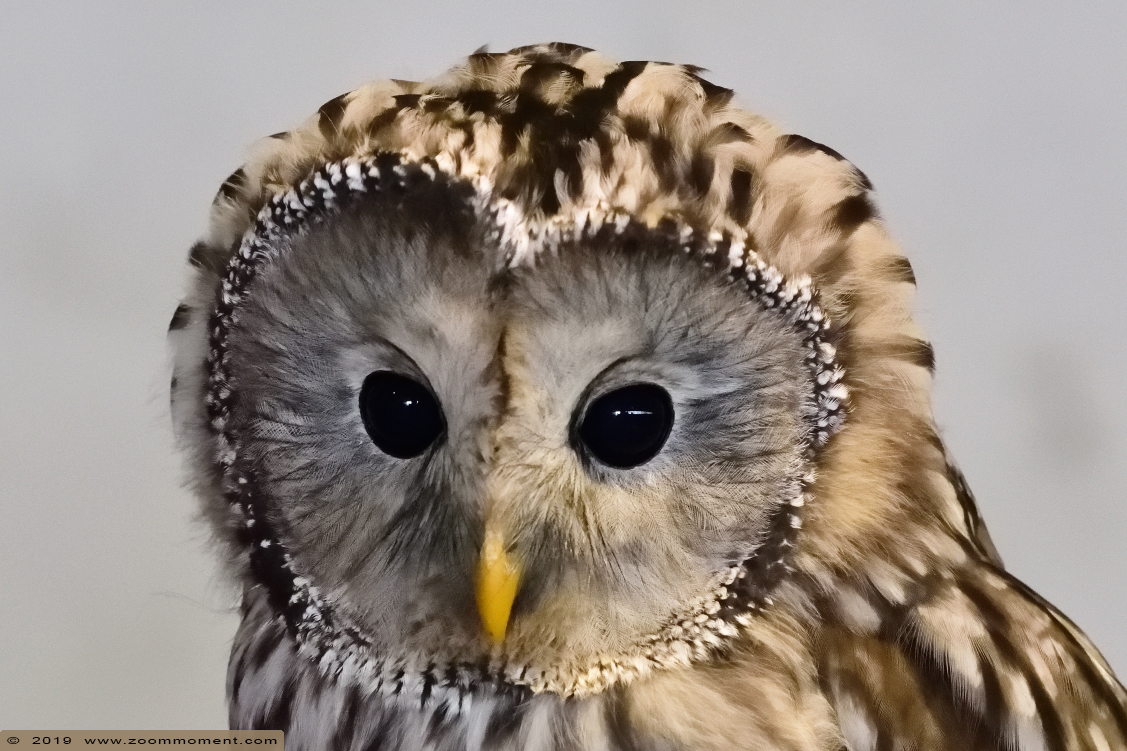 oeraluil ( Strix uralensis )  ural owl
Valkerijbeurs 2019 Tilburg 
Trefwoorden: Valkerijbeurs 2019 Tilburg oeraluil  Strix uralensis   ural owl 
