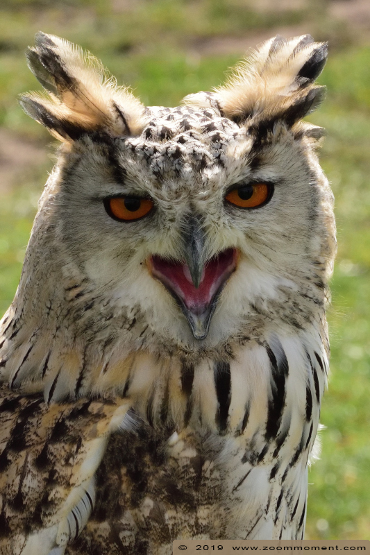 Siberische oehoe  ( Bubo bubo sibiricus )  Siberian eagle-owl
Valkerijbeurs 2019 Tilburg 
Trefwoorden: Valkerijbeurs 2019 Tilburg Siberische oehoe  Bubo bubo sibiricus   Siberian eagle owl 