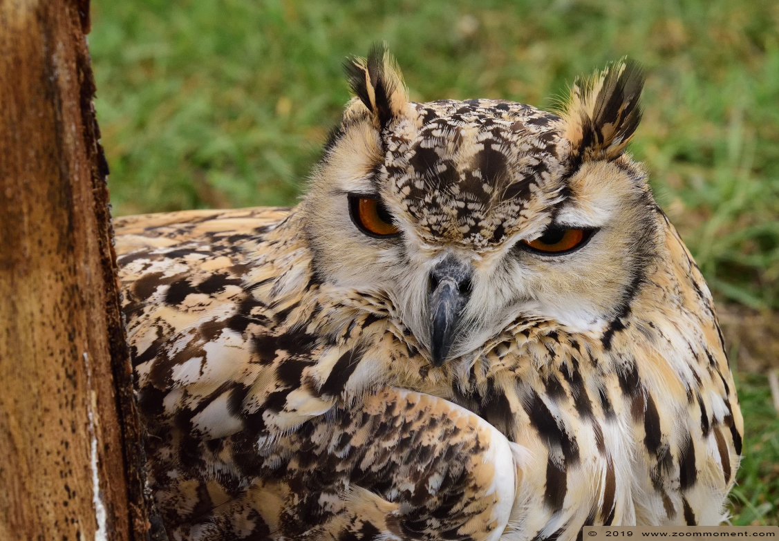 Bengaalse oehoe  ( Bubo bengalensis ) Bengal eagle-owl
Valkerijbeurs 2019 Tilburg 
Trefwoorden: Valkerijbeurs 2019 Tilburg Bengaalse oehoe   Bubo bengalensis  Bengal eagle-owl 