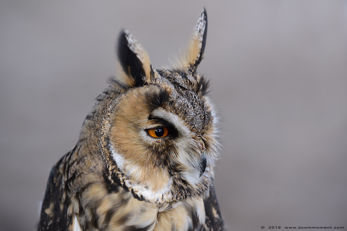 ransuil  ( Asio otus ) long eared owl
Valkerijbeurs 2019 Tilburg 
Trefwoorden: Valkerijbeurs 2019 Tilburg ransuil  Asio otus  long eared owl
