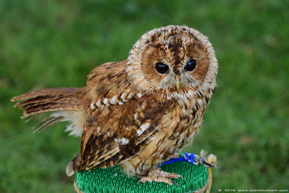 bosuil ( Strix aluco )  tawny owl or brown owl
Valkerijbeurs 2019 Tilburg 
Trefwoorden: Valkerijbeurs 2019 Tilburg bosuil Strix aluco tawny owl