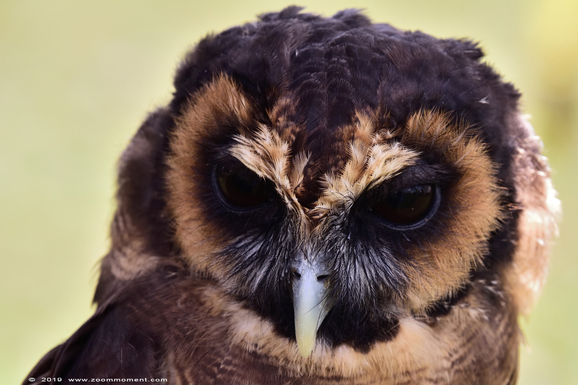 Bruine bosuil ( Strix leptogrammica ) brown wood owl
Valkerijbeurs 2019 Tilburg 
Trefwoorden: Valkerijbeurs 2019 Tilburg bruine bosuil  Strix leptogrammica  brown wood owl