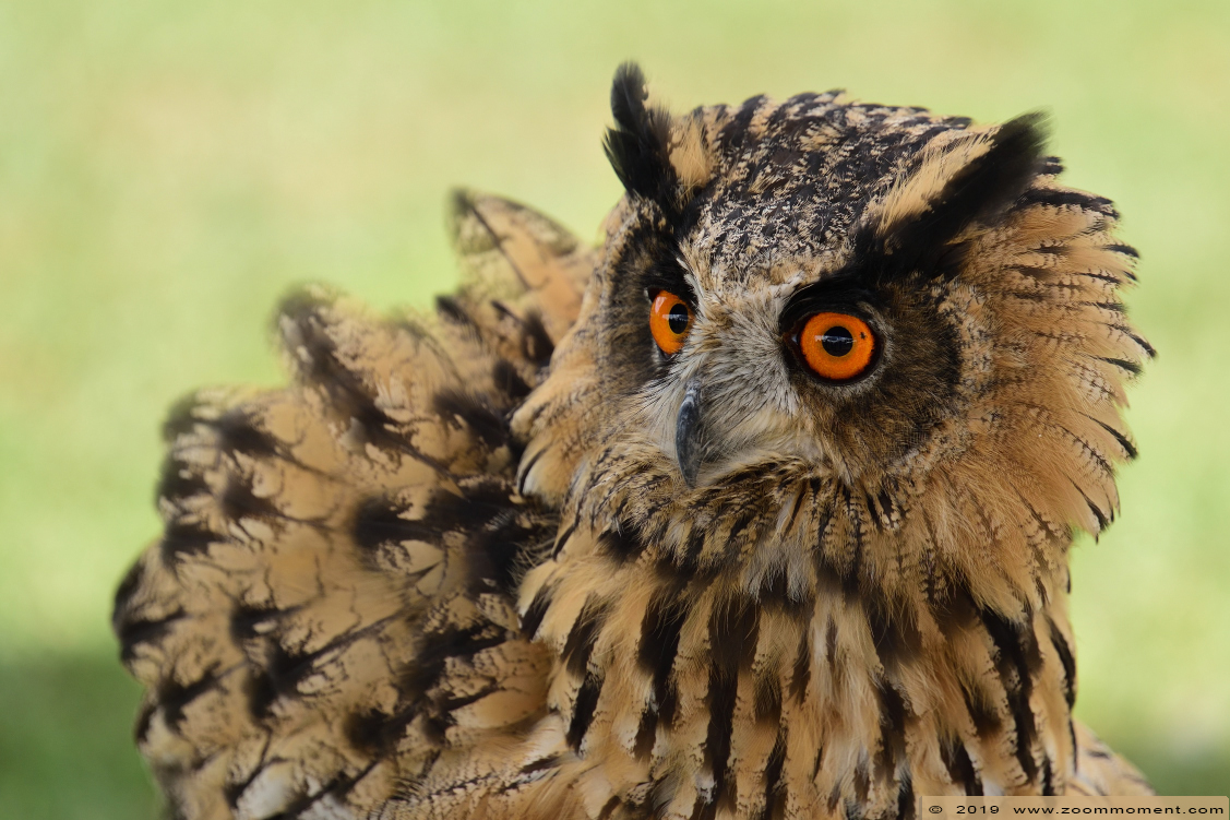 Europese oehoe ( Bubo bubo ) European eagle owl
Valkerijbeurs 2019 Tilburg 
Trefwoorden: Valkerijbeurs 2019 Tilburg Europese oehoe  Bubo bubo  European eagle owl