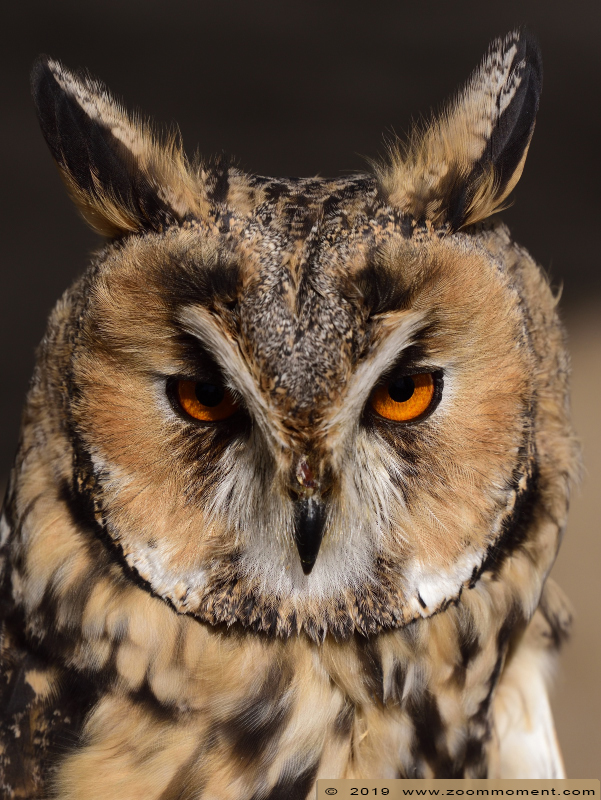 ransuil  ( Asio otus ) long eared owl
Valkerijbeurs 2019 Tilburg 
Keywords: Valkerijbeurs 2019 Tilburg ransuil  Asio otus  long eared owl