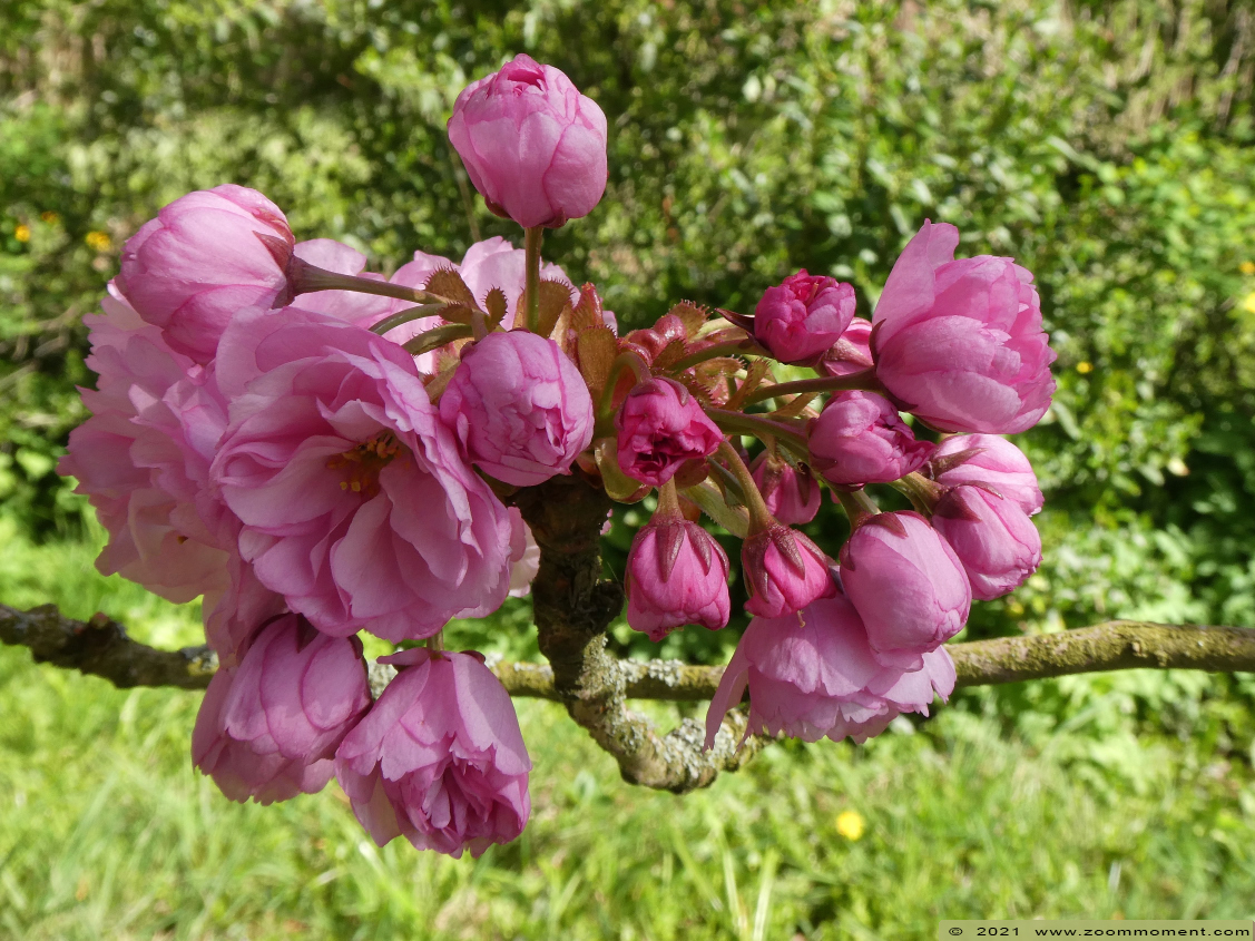 bloesems blossoms
Trefwoorden: Neerijse bloesems blossoms