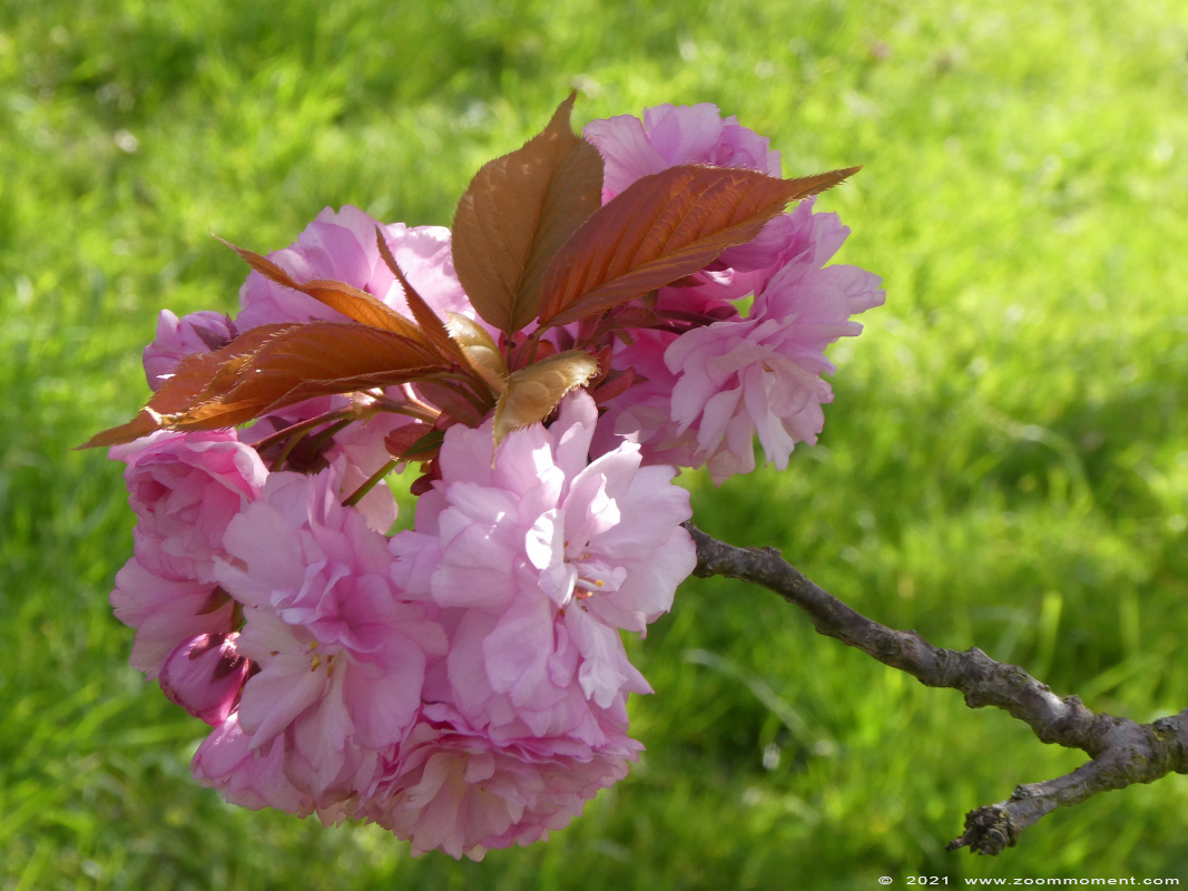 bloesems blossoms
Trefwoorden: Neerijse bloesems blossoms