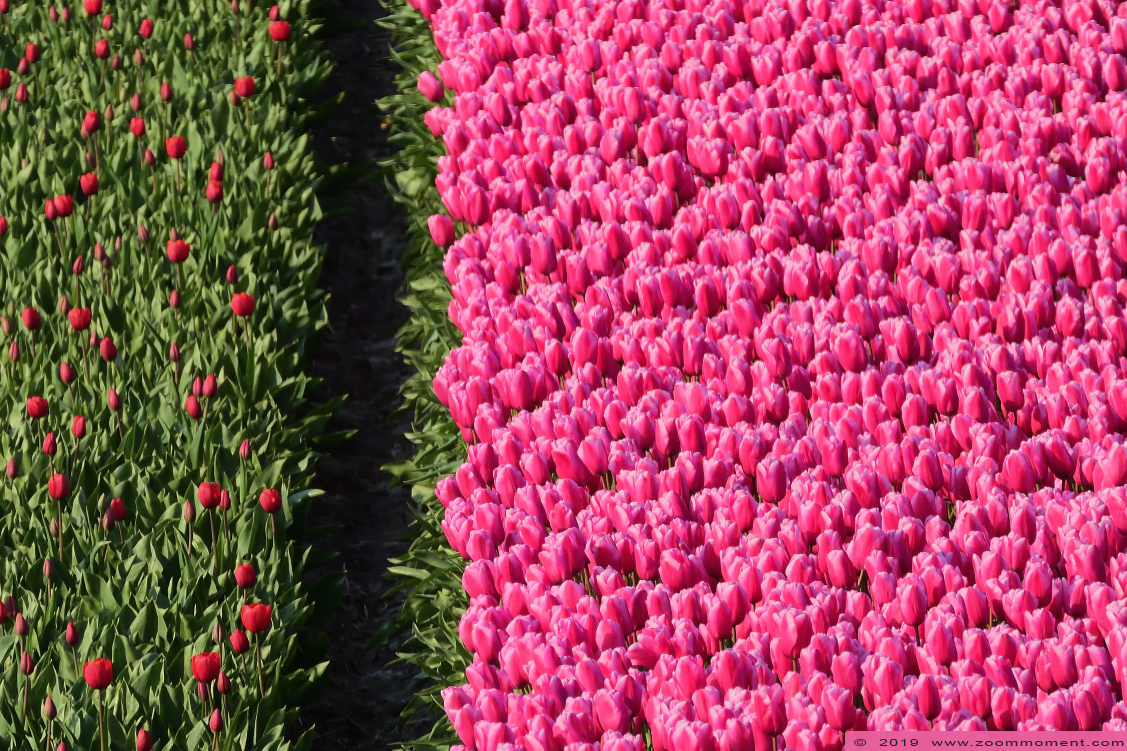 tulpen Nieuwe-Tonge tulips
Trefwoorden: Nieuwe Tonge Nederland  tulp tulip