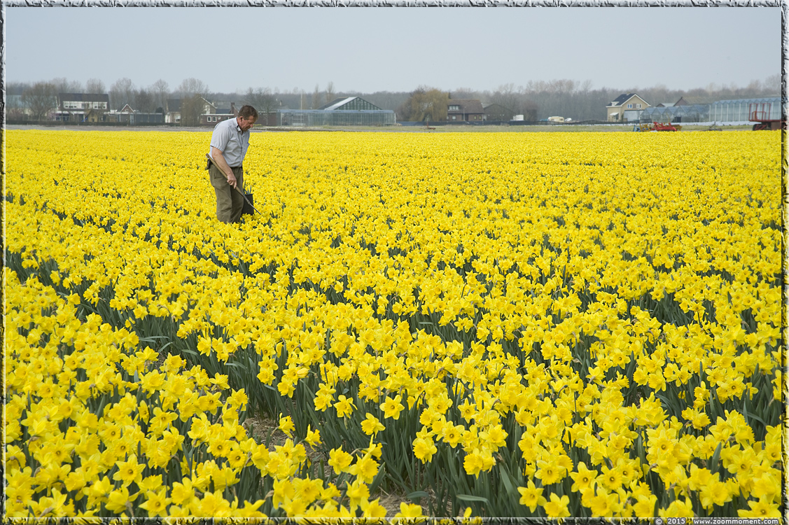 narcissen  Bollenstreek   Bulbs District
Trefwoorden: Bollenstreek Lisse Nederland  Bulbs District narcis daffodil  narcissus