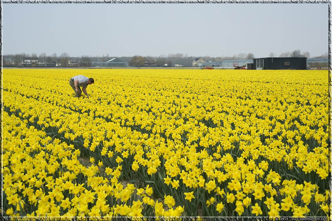 narcissen  Bollenstreek   Bulbs District
Trefwoorden: Bollenstreek Lisse Nederland  Bulbs District narcis daffodil  narcissus
