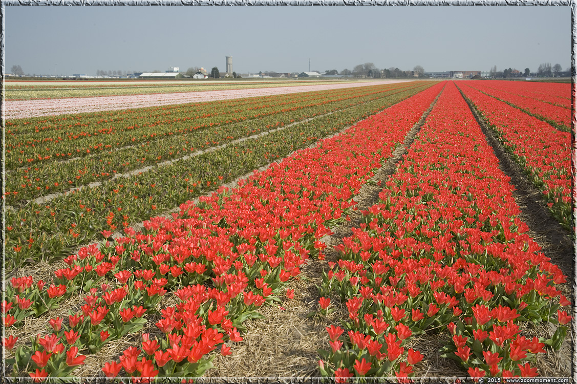 tulpen  Bollenstreek Nederland   tulips   Bulbs District Netherlands
Keywords: Bollenstreek Lisse Nederland  Bulbs District Netherlands tulp tulip