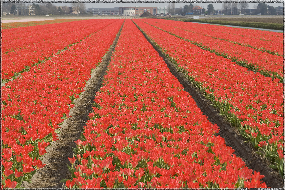 tulpen  Bollenstreek Nederland   tulips   Bulbs District Netherlands
Trefwoorden: Bollenstreek Lisse Nederland  Bulbs District Netherlands tulp tulip