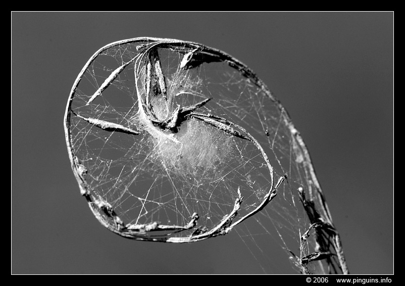 spinnenweb web  cob or spider web
Keywords: Den Diel Mol spinnenweb web  cob or spider web spin