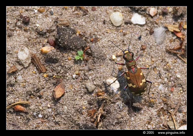zandloopkever  ( Cicindela maritima  )
Trefwoorden: Den Diel Mol zandloopkever kever bug Cicindela maritima Zandloopkever