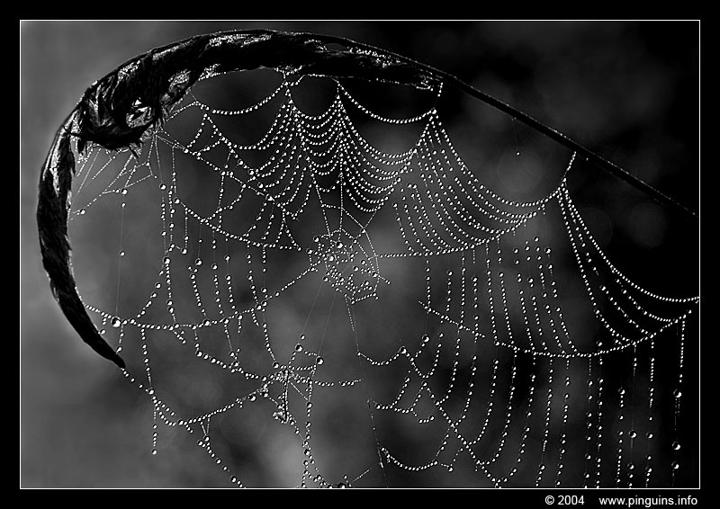 Doode Bemde : spinnenweb web  cob or spider web
Trefwoorden: Doode Bemde Neerijse Bertem Belgium rag web cob