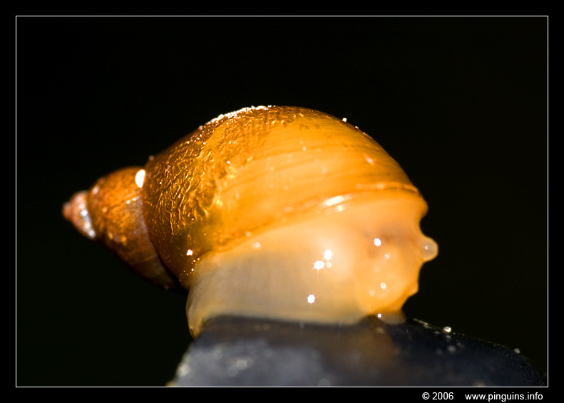 Slak    snail
Trefwoorden: Doode Bemde Neerijse Bertem slak snail