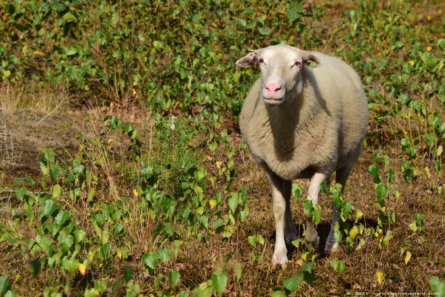 schaap sheep
Trefwoorden: Eksterheide schaap sheep