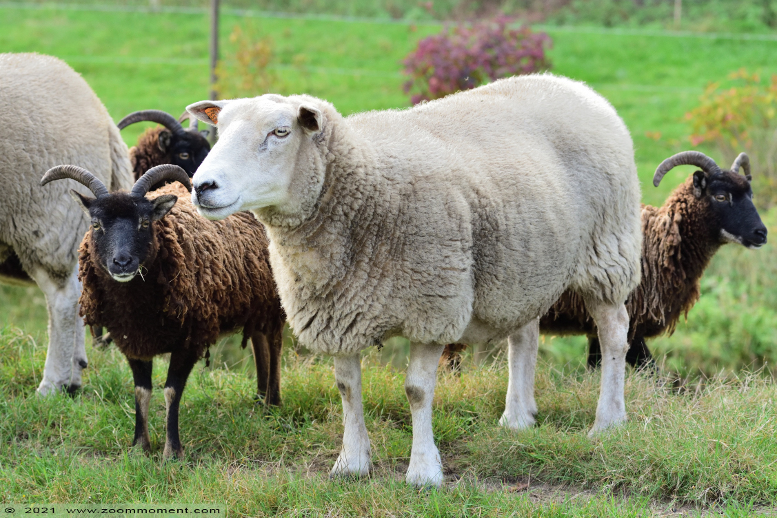 schaap sheep
Palabras clave: Plantentuin Merksplas schaap sheep