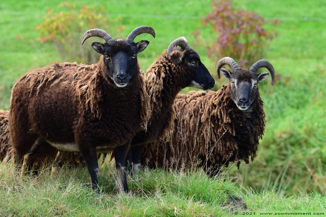 schaap sheep
Trefwoorden: Plantentuin Merksplas schaap sheep