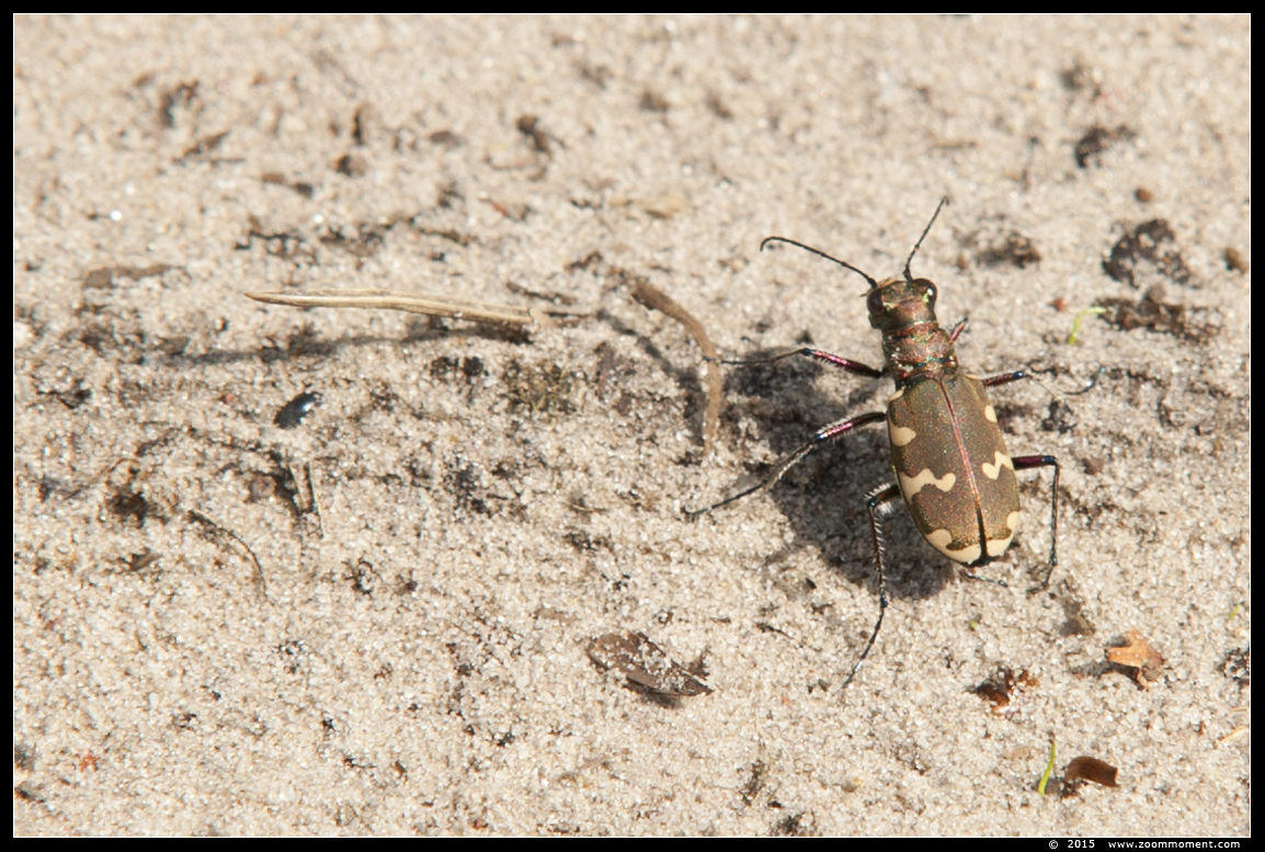 loopkever of zandkever bug
Trefwoorden: loopkever zandkever bug