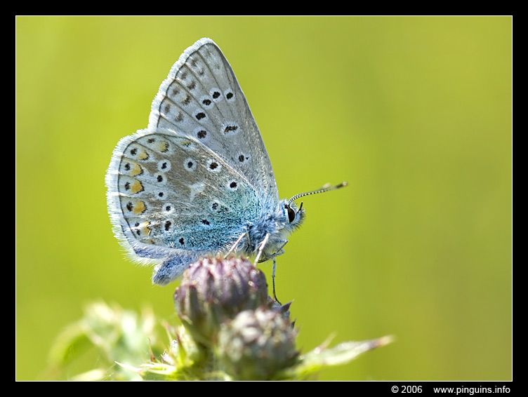 icarus blauwtje ( Polyommatus icarus ) common blue
Keywords: icarusblauwtje blauwtje vlinder butterfly  Polyommatus icarus  common blue